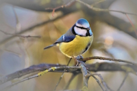Bild "Links:Blaumeise.jpg"