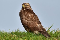 Bild "Links:Bussard.jpg"