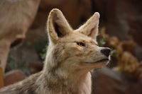 Bild "Links:Coyote.jpg"