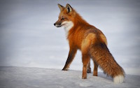 Bild "Links:Fuchs-200.jpg"