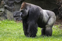 Bild "Links:Gorilla.jpg"