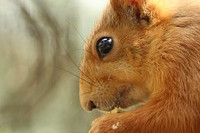 Bild "Links:Haft_Wald3.jpg"
