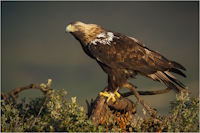 Bild "Links:Kaiseradler.jpg"
