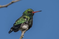 Bild "Links:Kolibri.jpg"