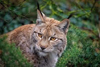 Bild "Links:Luchs-200.jpg"