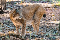 Bild "Links:Luchs_2.jpg"