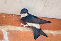 Bild "Links:Mehlschwalbe.jpg"