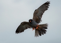 Bild "Links:Rotfussfalke.jpg"