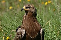Bild "Links:Schrfeiadler.jpg"