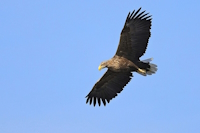 Bild "Links:Seeadler.jpg"