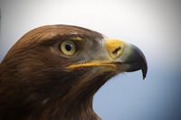Bild "Links:Steinadler.jpg"