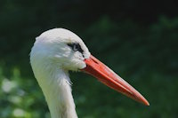 Bild "Links:Storch.jpg"