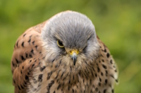 Bild "Links:Turmfalke.jpg"