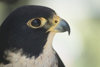 Bild "Links:Wanderfalke2.jpg"