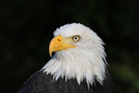 Bild "Links:Weisskopfseeadler200.jpg"