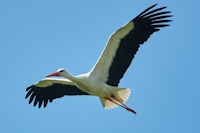 Bild "Links:Weissstorch.jpg"