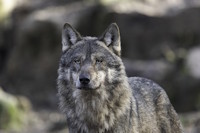 Bild "Links:Wolf-200.jpg"